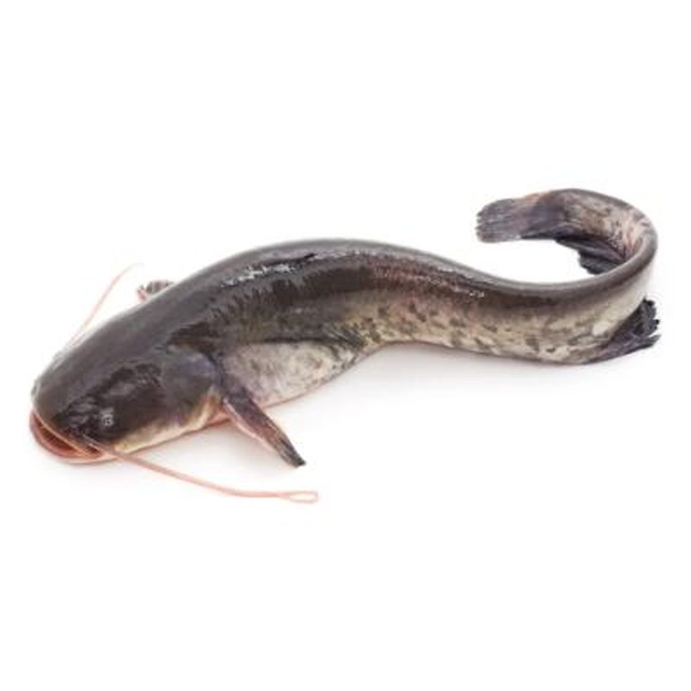 Cold room Fresh catfish